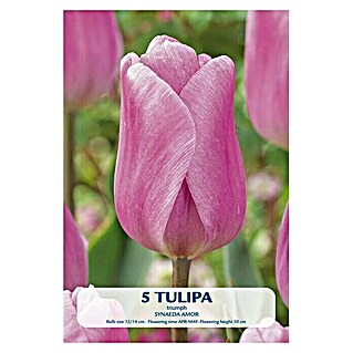 Lukovice proljetnog cvijeća Tulipan Synade Amor (Roza, Botanički opis: Tulipa)