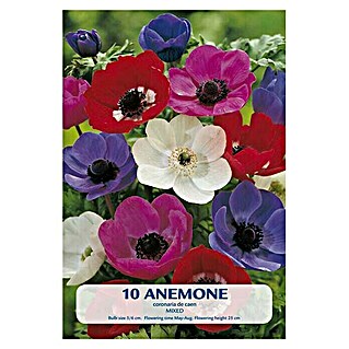 Lukovice proljetnog cvijeća Anemone (Mješane boje, Botanički opis: Anemone)