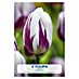 Lukovice proljetnog cvijeća Tulip Triumph Flaming Flag Purple/White 