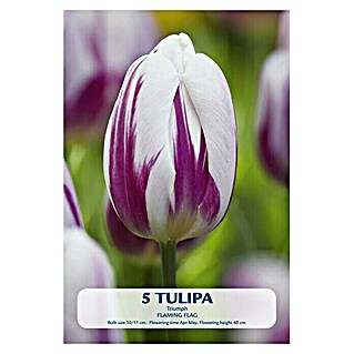 Lukovice proljetnog cvijeća Tulip Triumph Flaming Flag Purple/White (Bijela, Botanički opis: Tulipa)