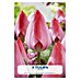 Lukovice proljetnog cvijeća Tulipan Van Eijk 