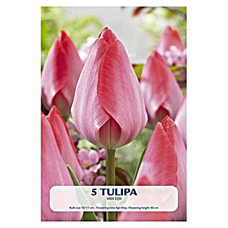 Lukovice proljetnog cvijeća Tulipan Van Eijk (Roza, Botanički opis: Tulipa)