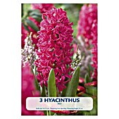 Lukovice proljetnog cvijeća Zumbul Red  (Crvena, Botanički opis: Hyacinthus, Broj cvjetnih lukovica: 2 Kom.) | BAUHAUS