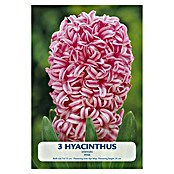 Lukovice proljetnog cvijeća Zumbul Pink  (Ružičasta, Botanički opis: Hyacinthus, Broj cvjetnih lukovica: 2 Kom.) | BAUHAUS