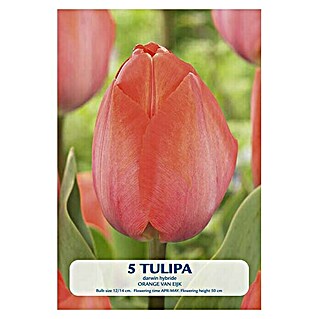 Lukovice proljetnog cvijeća Tulipan Orange van Eijk (Narančasta, Botanički opis: Tulipa)