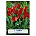 Lukovice proljetnog cvijeća Tulipan Praestans Zwanenburg 