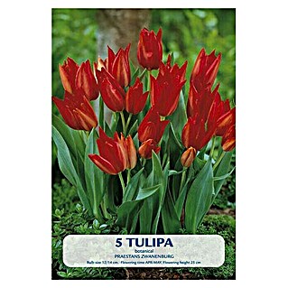Lukovice proljetnog cvijeća Tulipan Praestans Zwanenburg (Crvena, Botanički opis: Tulipa)
