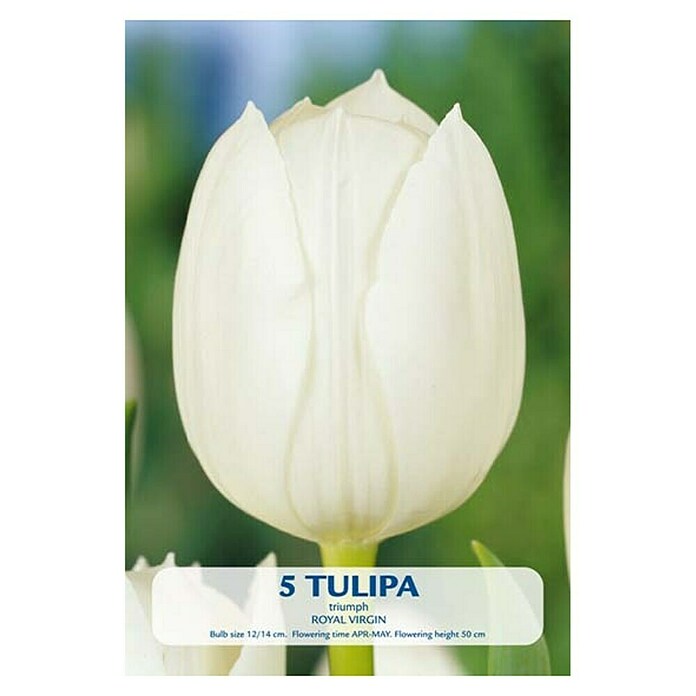 Lukovice proljetnog cvijeća Budget Collection Royal Virgin  (Bijela, Botanički opis: Tulipa, Broj cvjetnih lukovica: 5 Kom.) | BAUHAUS