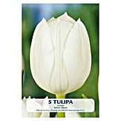 Lukovice proljetnog cvijeća Budget Collection Royal Virgin  (Bijela, Botanički opis: Tulipa, Broj cvjetnih lukovica: 5 Kom.) | BAUHAUS