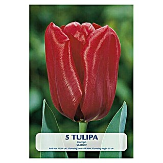Lukovice proljetnog cvijeća Tulipan Seadov (Crvena, Botanički opis: Tulipa)