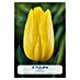 Lukovice proljetnog cvijeća Tulipan Strong Gold 