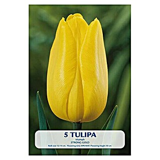 Lukovice proljetnog cvijeća Tulipan Strong Gold (Žuta, Botanički opis: Tulipa)