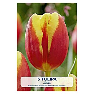 Lukovice proljetnog cvijeća Tulipan Denmark (Crvena, Botanički opis: Tulipa)