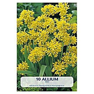 Lukovice proljetnog cvijeća Allium Moly (Žuta, Botanički opis: Allium)