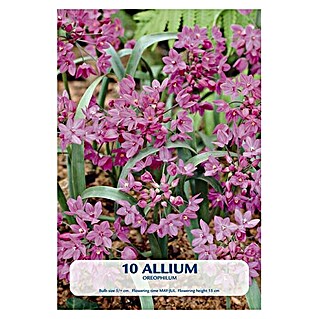 Lukovice proljetnog cvijeća Allium Oreophillum (Roza, Botanički opis: Allium)