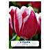 Lukovice proljetnog cvijeća Tulipan Leen v/d Mark 