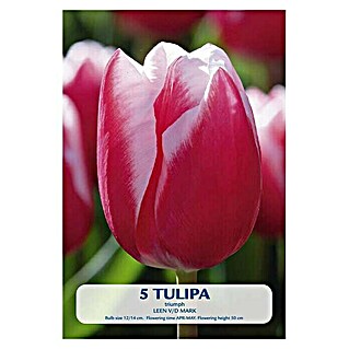 Lukovice proljetnog cvijeća Tulipan Leen v/d Mark (Crvena, Botanički opis: Tulipa)