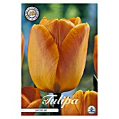 Lukovice proljetnog cvijeća Tulipan Daydream  (Narančasta, Botanički opis: Tulipa, Broj cvjetnih lukovica: 10 Kom.) | BAUHAUS