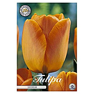 Lukovice proljetnog cvijeća Tulipan Daydream (Narančasta, Botanički opis: tulipa)