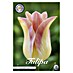 Lukovice proljetnog cvijeća Tulipan Elegant Lady 
