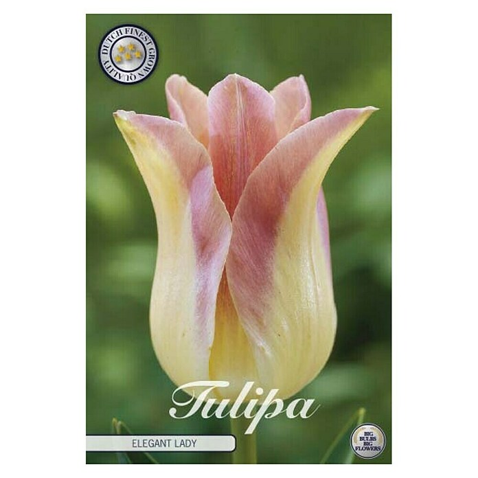 Lukovice proljetnog cvijeća Tulipan Elegant Lady  (Žuta, Botanički opis: Tulipa, Broj cvjetnih lukovica: 7 Kom.) | BAUHAUS