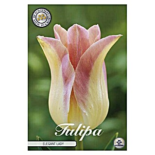 Lukovice proljetnog cvijeća Tulipan Elegant Lady (Žuta, Botanički opis: Tulipa)