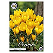 Lukovice proljetnog cvijeća Šafran Golden Yellow  (Žuta, Botanički opis: Crocus, Broj cvjetnih lukovica: 10 Kom.) | BAUHAUS