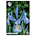 Lukovice proljetnog cvijeća Iris Blue Magic 
