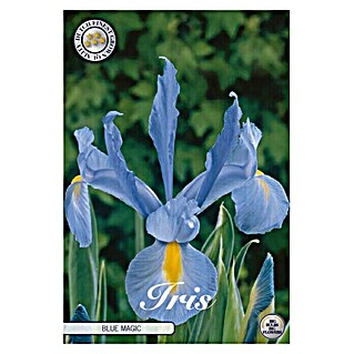 Lukovice proljetnog cvijeća Iris Blue Magic (Ljubičasta, Botanički opis: Iris)