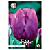 Lukovice proljetnog cvijeća Tulipan Triumph Purple Prince 