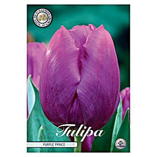 Lukovice proljetnog cvijeća Tulipan Triumph Purple Prince (Ljubičasta, Botanički opis: Tulipa)