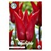Lukovice proljetnog cvijeća Tulipan Lilyflowering Pieter de Leur   