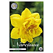 Lukovice proljetnog cvijeća Narcisa Double Dick Wilden  (Žuta, Botanički opis: Narcissus, Broj cvjetnih lukovica: 5 Kom.) | BAUHAUS