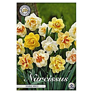 Lukovice proljetnog cvijeća Narcissus Double (Žuta, Botanički opis: Narcissus)