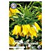 Lukovice proljetnog cvijeća Fritillaria Imperialis Lutea 
