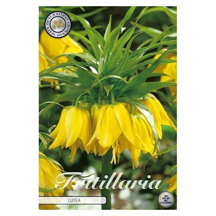 Lukovice proljetnog cvijeća Fritillaria Imperialis Lutea  (Žuta, Botanički opis: Fritillaria, Broj cvjetnih lukovica: 1 Kom.) | BAUHAUS