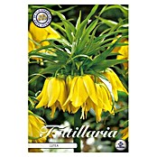 Lukovice proljetnog cvijeća Fritillaria Imperialis Lutea  (Žuta, Botanički opis: Fritillaria, Broj cvjetnih lukovica: 1 Kom.) | BAUHAUS
