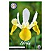Lukovice proljetnog cvijeća Iris Hollandica Yellow/White 