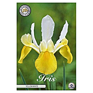 Lukovice proljetnog cvijeća Iris Hollandica Yellow/White (Žuta , Botanički opis: Iris)