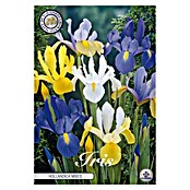 Lukovice proljetnog cvijeća Iris Hollandica Mixied  (Mješane boje, Botanički opis: Iris, Broj cvjetnih lukovica: 15 Kom.) | BAUHAUS