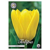 Lukovice proljetnog cvijeća Tulipan Fosteriana Candela  (Žuta, Botanički opis: Tulipa, Broj cvjetnih lukovica: 10 Kom.) | BAUHAUS