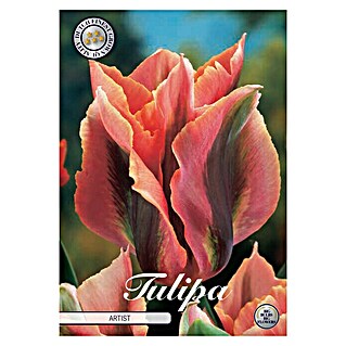 Lukovice proljetnog cvijeća Tulipan Virdiflora Artist   (Narančasta, Botanički opis: Tulipa)