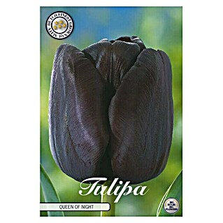 Lukovice proljetnog cvijeća Tulipan Queen of Night   (Crna, Botanički opis: Tulipa)