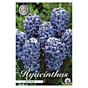 Lukovice proljetnog cvijeća Zumbul Orientalis Delft Blue  (Plava, Botanički opis: Hyacinthus, Broj cvjetnih lukovica: 5 Kom.) | BAUHAUS
