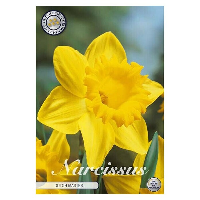 Lukovice proljetnog cvijeća Narcisa large cupped Dutch Master  (Žuta, Botanički opis: Narcissus, Broj cvjetnih lukovica: 5 Kom.) | BAUHAUS