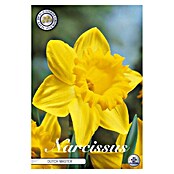 Lukovice proljetnog cvijeća Narcisa large cupped Dutch Master  (Žuta, Botanički opis: Narcissus, Broj cvjetnih lukovica: 5 Kom.) | BAUHAUS