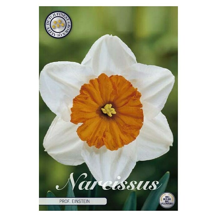 Lukovice proljetnog cvijeća Narcisa Prof Einstein  (Bijela, Botanički opis: Narcissus) | BAUHAUS