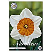 Lukovice proljetnog cvijeća Narcisa Prof Einstein  (Bijela, Botanički opis: Narcissus) | BAUHAUS