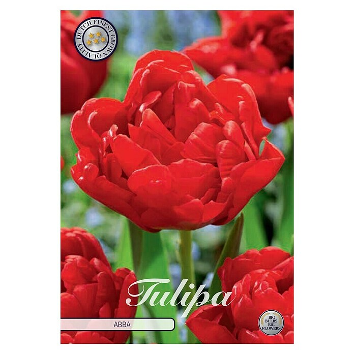 Lukovice proljetnog cvijeća Tulipan Abba  (Crvena, Botanički opis: Tulipa, Broj cvjetnih lukovica: 7 Kom.) | BAUHAUS