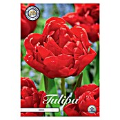 Lukovice proljetnog cvijeća Tulipan Abba  (Crvena, Botanički opis: Tulipa, Broj cvjetnih lukovica: 7 Kom.) | BAUHAUS